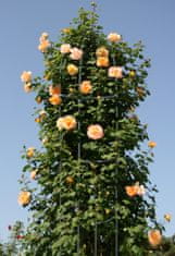 Garden King Opora pro pnoucí rostliny 188 x 40 cm 1 ks