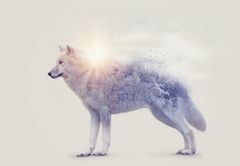 LuxusniObrazy.cz Fototapeta - Arktický vlk zrcadlící divokou krajinu 392x272 cm