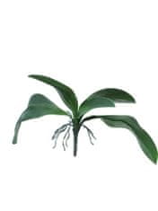 C7.cz Orchidej listy - Orchid leaves zelený V35 cm